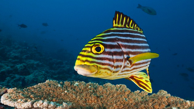 Calentamiento global estaría causando la disminución en el tamaño de las especies marinas