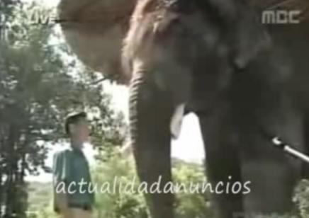¡Impresionante! Elefante habla coreano