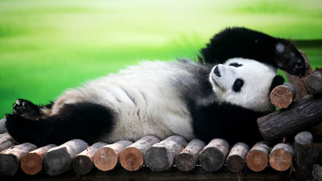 Pandas gigantes podrían venir de España
