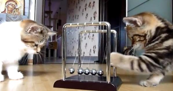 Toda la curiosidad felina ante un péndulo de Newton [Video]