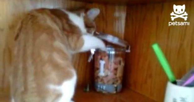 Divertido video muestra a un gato ladrón asaltado por un perro