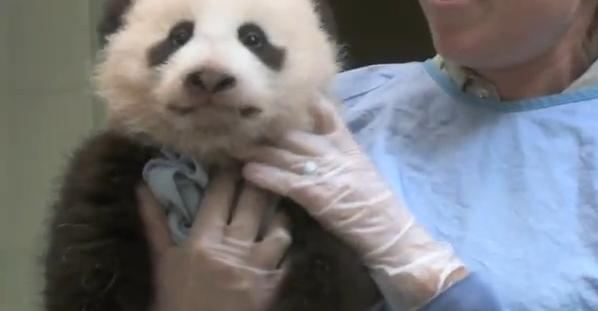 Video muestra a cachorro de panda gigante que “derrite” hasta al más duro