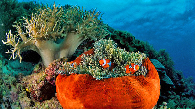 Científicos señalan al ser humano como el gran culpable de la desaparición de la Gran Barrera de Coral en Australia
