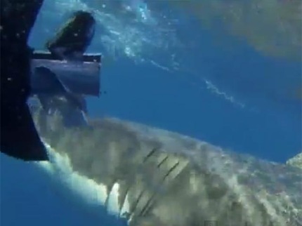 A mordiscos es roto un barco de pescadores por un tiburón blanco de 5 metros