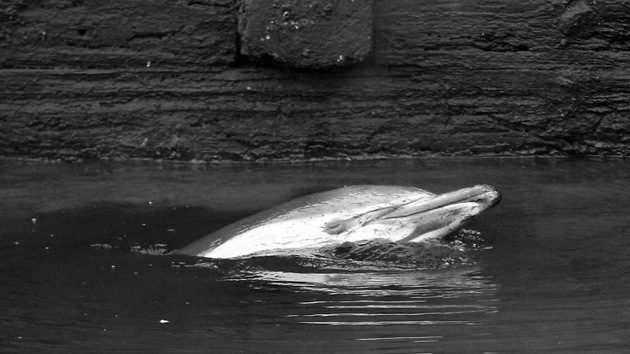 Contaminación en canal de Nueva York mató un delfín [Videos y fotos]