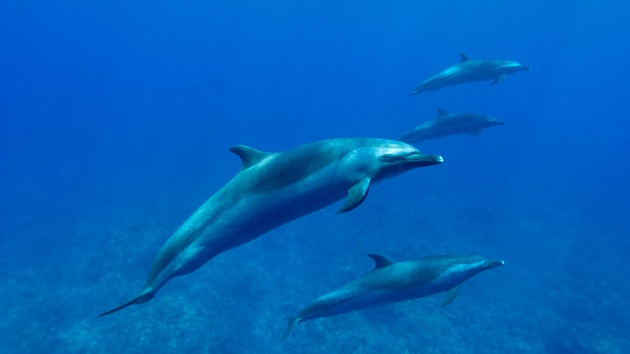 Impactante video muestra a un grupo de delfines que intenta salvar a uno de los suyos