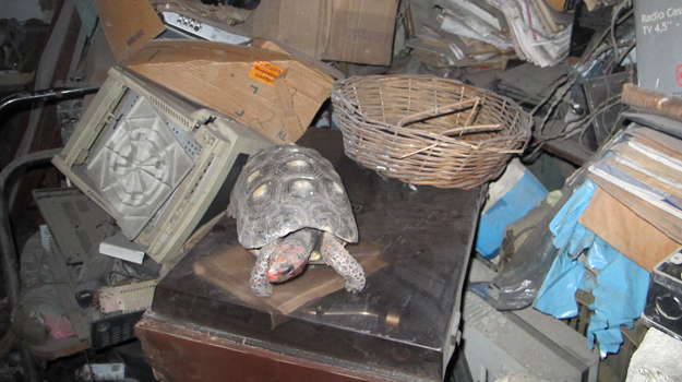 Hallazgo: tortuga sobrevive 30 años sin alimentación