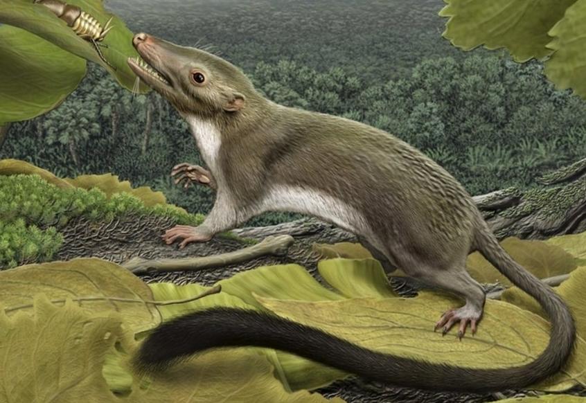 Investigadores descubren el primer ‘antepasado’ de los mamíferos como el hombre