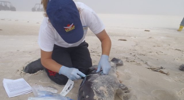 Bacteria posible causal de muerte de delfines en el Golfo de México