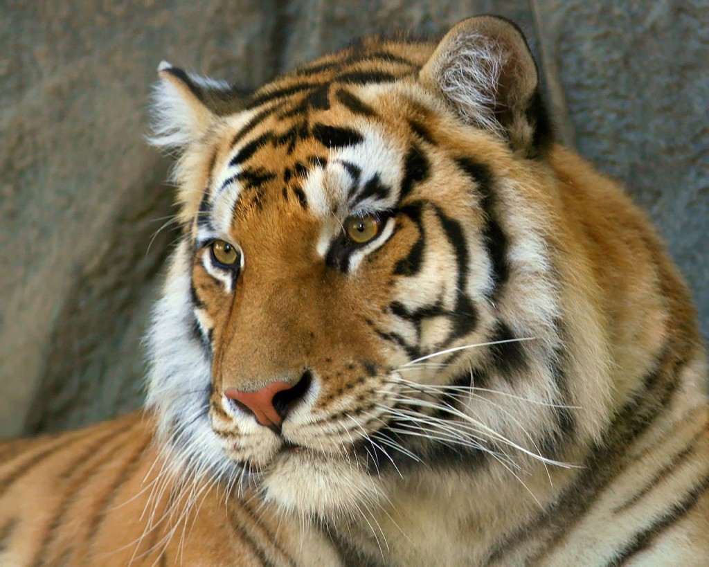 En peligro tigres de Bengala por desaparición de bosque de manglar