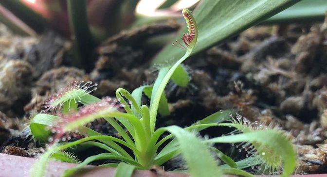 Fascination of Plants Day: el día en que se celebra el amor por las plantas