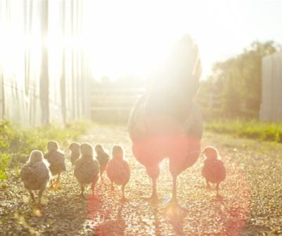 Unifood y La Clementina lideran el ranking de transparencia en bienestar animal en Chile