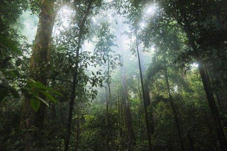 Día Mundial de los Bosques Tropicales: Llaman a proteger estos ecosistemas para prevenir futuras pandemias